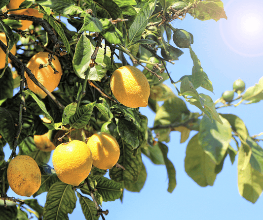 Riviera dei Limoni sul Lago di Garda – Profumi, Panorami e Tradizione - FeelGarda