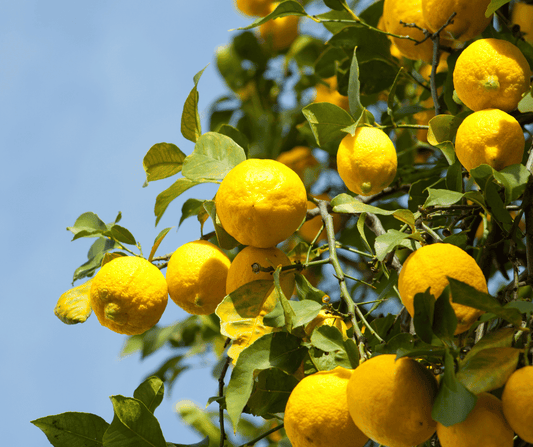Limoni