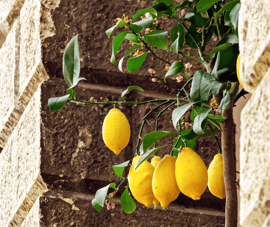 5 motivi per cui amerai i limoni del Garda (anche se non lo sai ancora) - FeelGarda