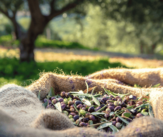 Olive del Lago di Garda – Il Tesoro Verde del Territorio - FeelGarda