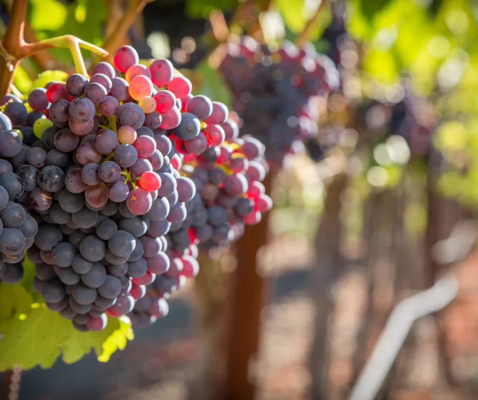 Storie di vino e vento: cosa rende unico un vino del Lago di Garda