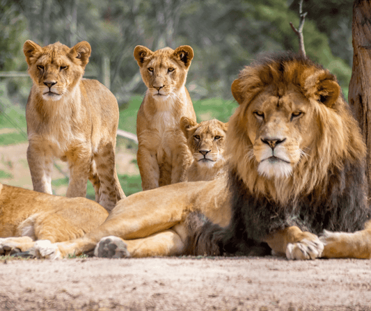 Parco Natura Viva – Safari e Zoo Immersivo sul Lago di Garda - FeelGarda